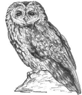 Placeholder Picture
